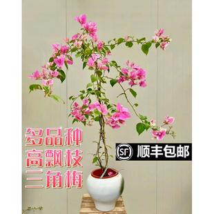开花盆栽阳台庭院露台花卉 高飘枝三角梅马斯绿樱漳红樱卡亚塔四季