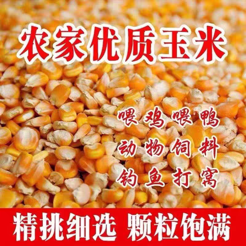 山东曹县2025新干玉米粒农民鸟食