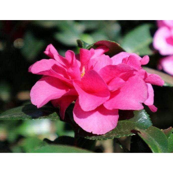 茶梅花苗植物盆景盆栽庭院室内外耐寒花卉工厂别墅绿化苗农户直销,鲜花速递/花卉仿真/绿植园艺,时令草本花卉,淘宝优惠券,粉丝福利购,淘宝优惠卷