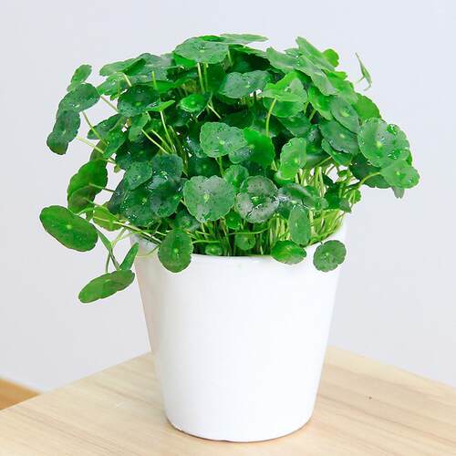 铜钱草绿植盆栽土培水培易活植物室内园艺花卉铜钱草盆栽