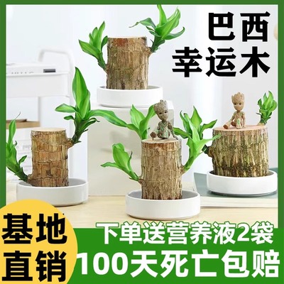 巴西木水培盆栽室内绿植