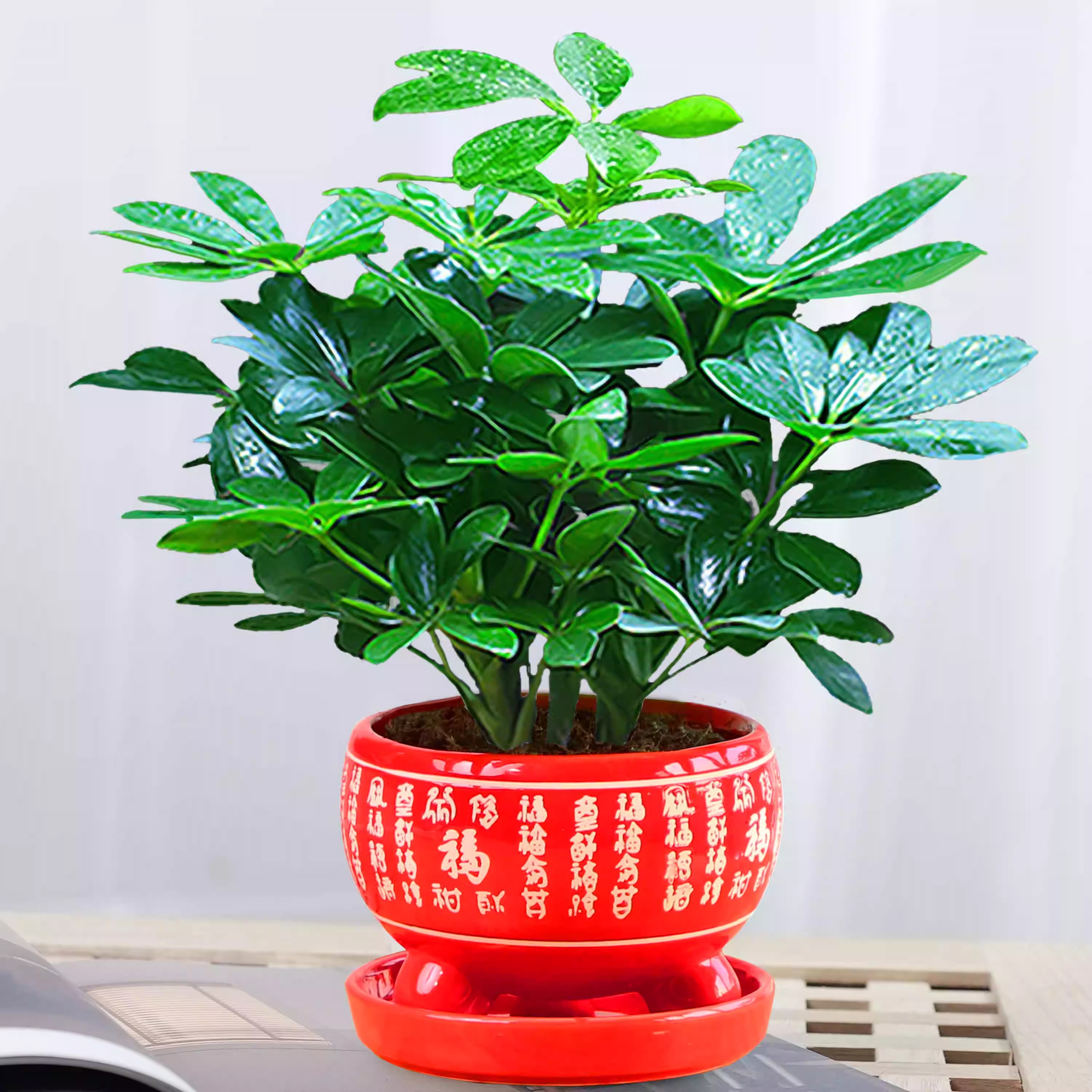 八方来财水培鸭脚木四季常青