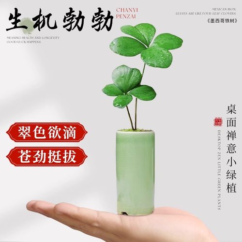墨西哥铁树幸运四叶草迷你小盆栽