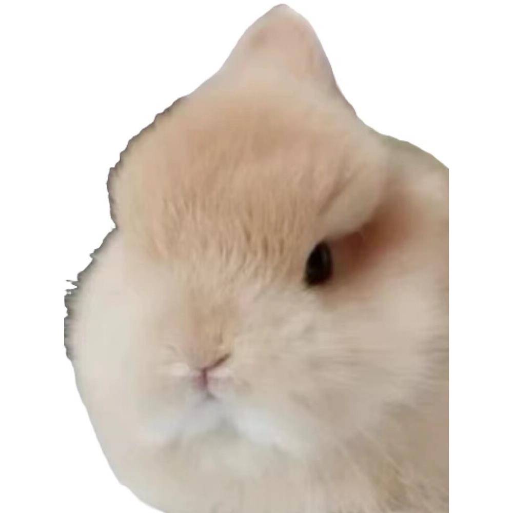 美系双血统侏儒兔活体迷你小型凤眼海棠猫猫兔茶杯宠物兔子活物