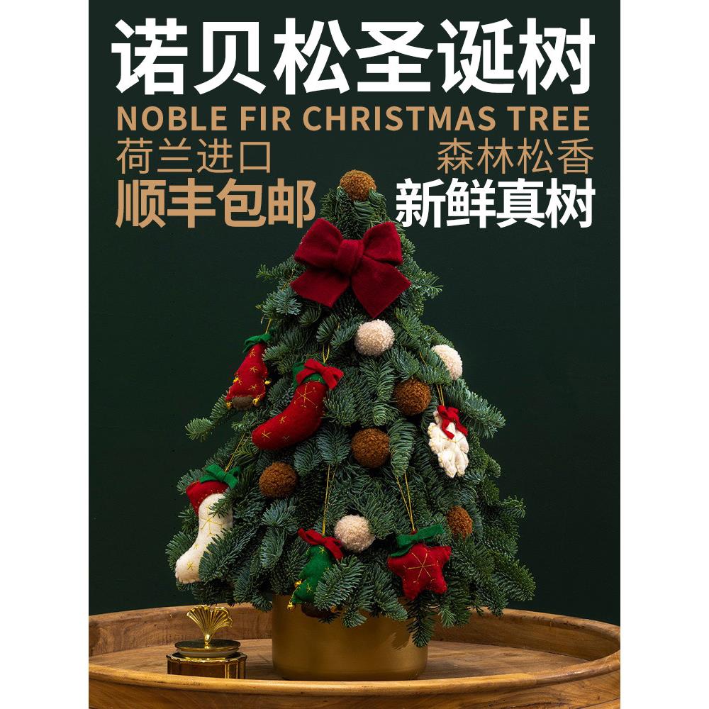 荷兰进口新鲜诺贝松真圣诞树圣诞节装饰小型家用桌面迷你新款摆件