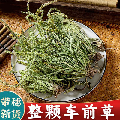 车前草500g官方旗舰店新鲜干货泡水喝功效作用夏枯草整株泡水喝