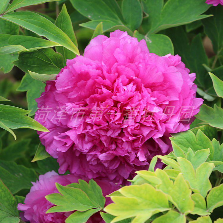 牡丹花苗 红麒麟 趣味庭院花卉花瓣多大花菏泽洛阳牡丹花苗