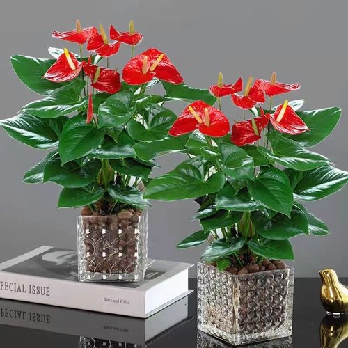 红掌白掌好养绿植室内盆栽净化空气客厅阳台植物带花桌面盆景花卉