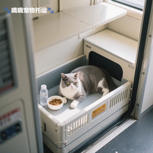 南宁出发全国宠物托运活体运输服务空运陆运专车随机手续陪同办理