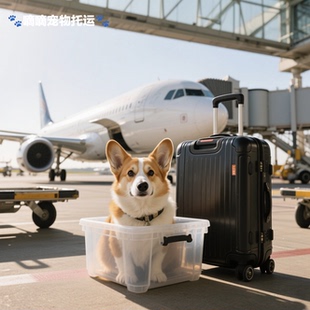 武汉出发全国宠物托运活体运输服务空运陆运专车随机手续陪同办理