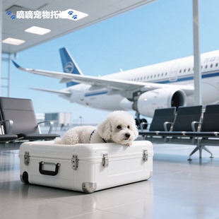 国际出发宠物托运活体运输服务火车空运陆运专车随机手续陪同办理