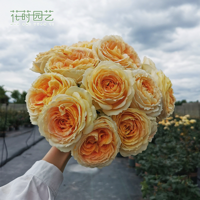 花莳园艺【焦糖古董】大花浓香直立灌木切花月季四季丰花玫瑰花苗