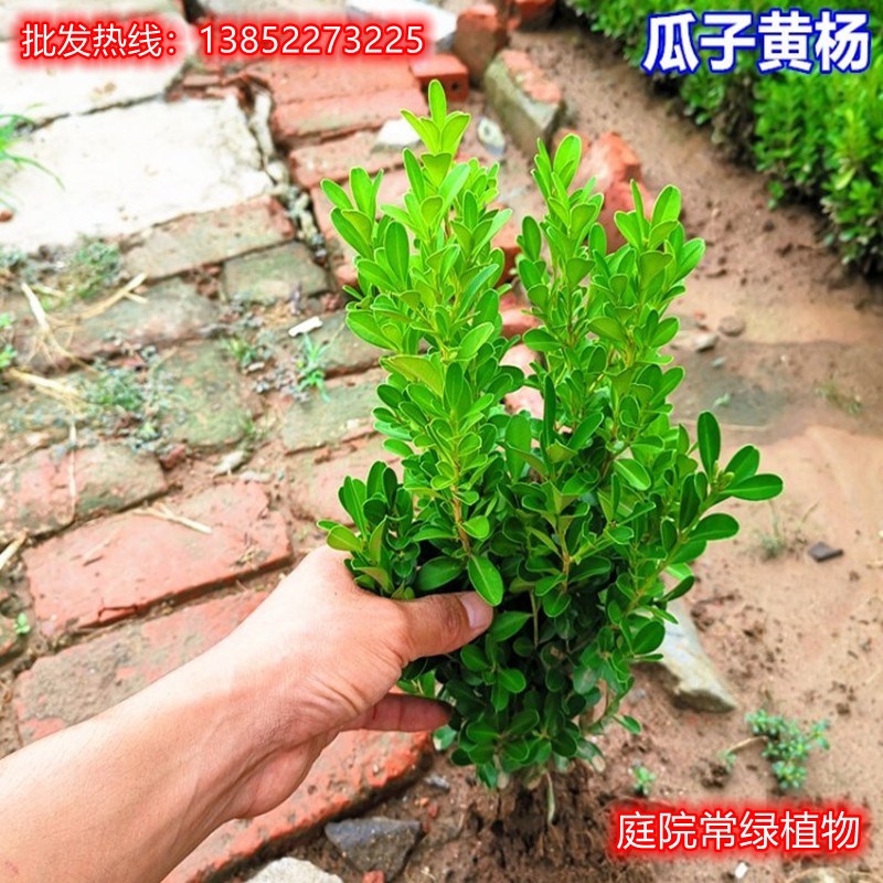 小叶黄杨苗瓜子黄杨小叶冬青苗大叶黄杨庭院绿篱围墙篱笆绿化树苗