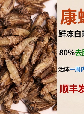 鲜冻蟋蟀冷冻蟋蟀冻品冷冻蟋蟀守宫爬宠活冻蟋蟀食用级别绿色卫生
