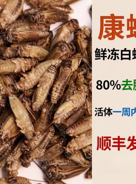 康蟋鲜冻白蟋蟀方便喂养