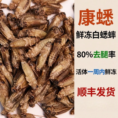 康蟋鲜冻白蟋蟀方便喂养
