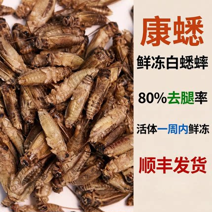鲜冻蟋蟀冷冻蟋蟀冻品冷冻蟋蟀守宫爬宠活冻蟋蟀食用级别绿色卫生