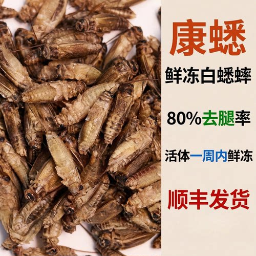 康蟋鲜冻白蟋蟀方便喂养