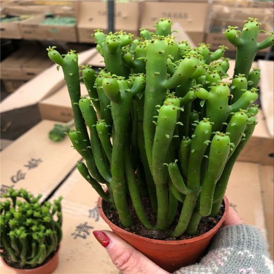 光棍树膨彭珊瑚树摇钱树招财手多肉植物办公室内盆栽绿植容易成活