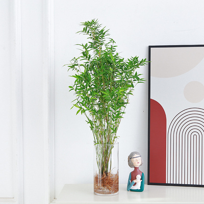 水培植物米竹盆栽室内桌面水养绿植凤尾竹富贵竹观赏四季好养花卉