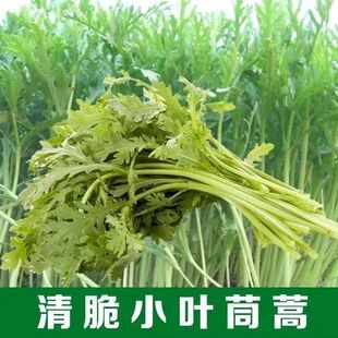 皇帝菜茼蒿种子青菜种籽春菊菜种茼蒿菜种籽种四季蔬菜孑菜籽