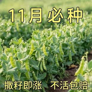 荷兰豆种子清甜脆嫩大肉高产春秋可种植豌豆荚种孑农家庭院蔬菜籽