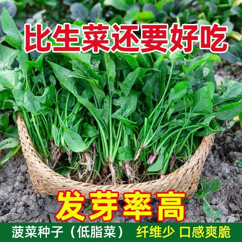 易种大叶红根菠菜种子菠菜四季蔬菜种子秋播越冬青菜种子耐热耐寒