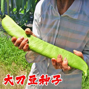 大刀豆种籽巨型大豆角大扁豆高产刀巴豆巴西豆四季豆种子蔬菜种籽