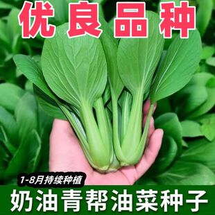 奶油青帮油菜种子四季播种鸡毛菜上海青种籽农家菜园庭院蔬菜种孑