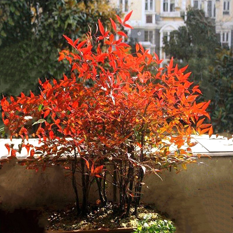 南天竹树苗绿化苗木庭院观果观叶植物南天竺火焰红天竹苗盆景盆栽