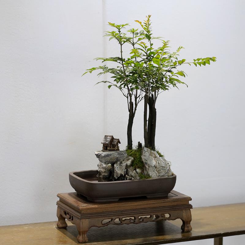 小叶紫檀黑古茶山水假山盆景植物室内摆件办公室桌面绿植盆栽好养