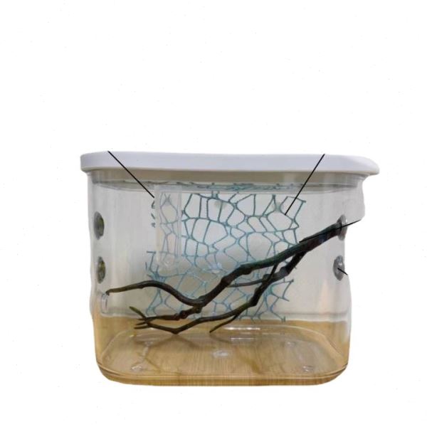 刺花兰花螳螂饲养盒竹节虫素背饲养盒竹蛉黄蛉昆虫网箱鸣虫盒