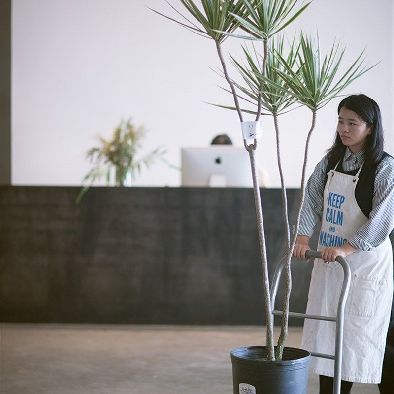 已更新/蔷薇之光plant plan3大型绿植千年木马尾铁造型盆栽