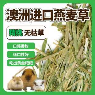 澳洲黄金燕麦草精挑澳麦兔子荷兰猪豚鼠龙猫进口干草500g绿澳麦