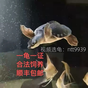 猪鼻龟活体小乌龟活物热带深水龟
