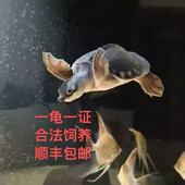猪鼻龟活体小乌龟活物热带深水龟