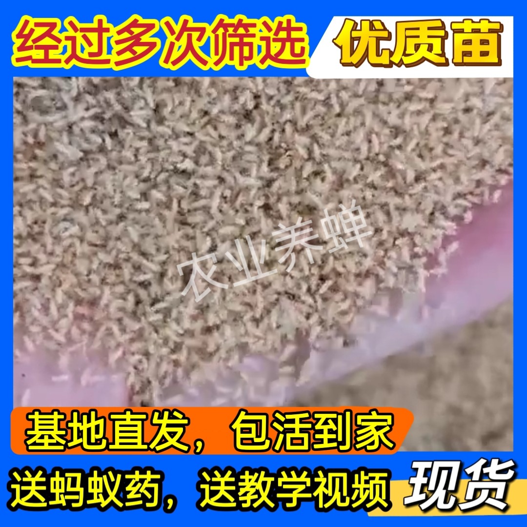 金蝉养殖知了猴幼虫幼苗金蝉苗金蝉种子幼苗爬叉种苗知了猴金蝉子