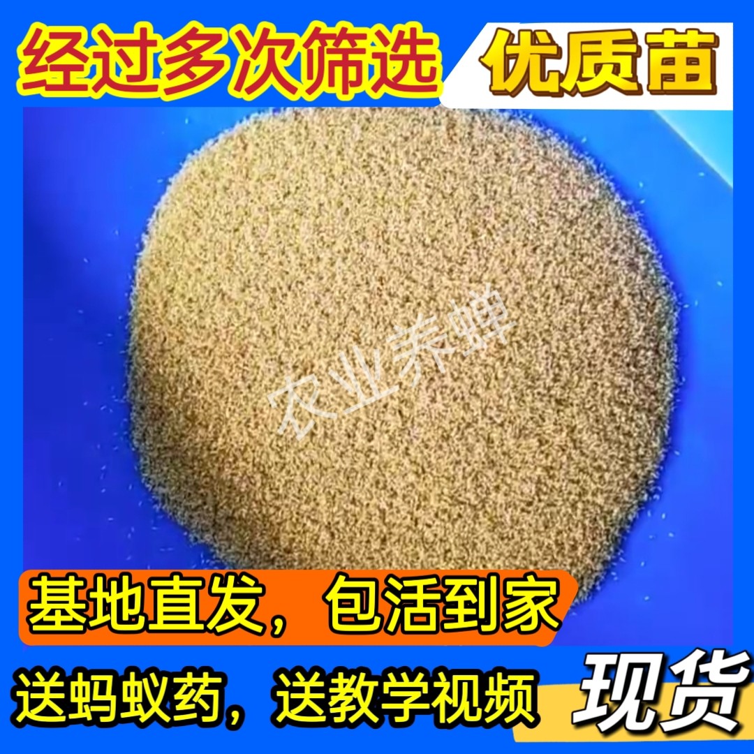 知了猴幼苗幼虫金蝉种子幼苗活体蝉蚁金蝉苗批发幼苗爬叉苗金蝉子
