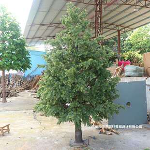 热销仿真南洋杉树室内外装饰人造树玻璃钢园林景观造景摆设仿真树