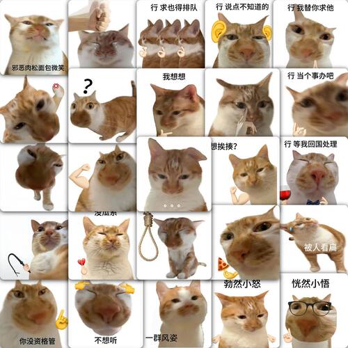 猫meme表情包贴纸抽象网红小橘猫