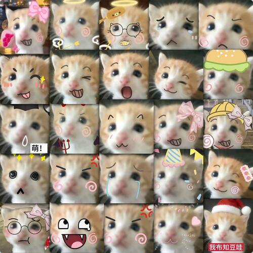 死对头小猫贴纸可爱小猫情侣周边
