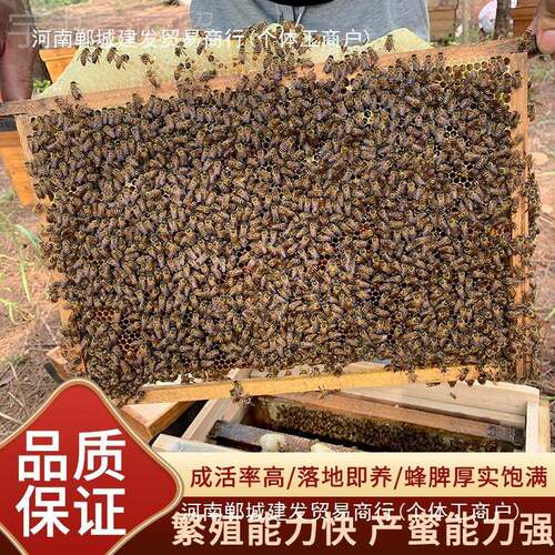 广西蜜蜂活群带王中蜂群群蜜蜂王产养带蜂丰箱带子土脾ZYG活顺邮