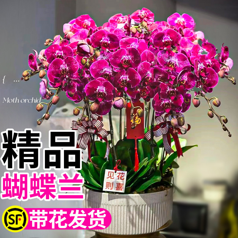 精品蝴蝶兰盆栽带花苞花剑大盆大花型室内兰花花卉鲜花绿植物花苗
