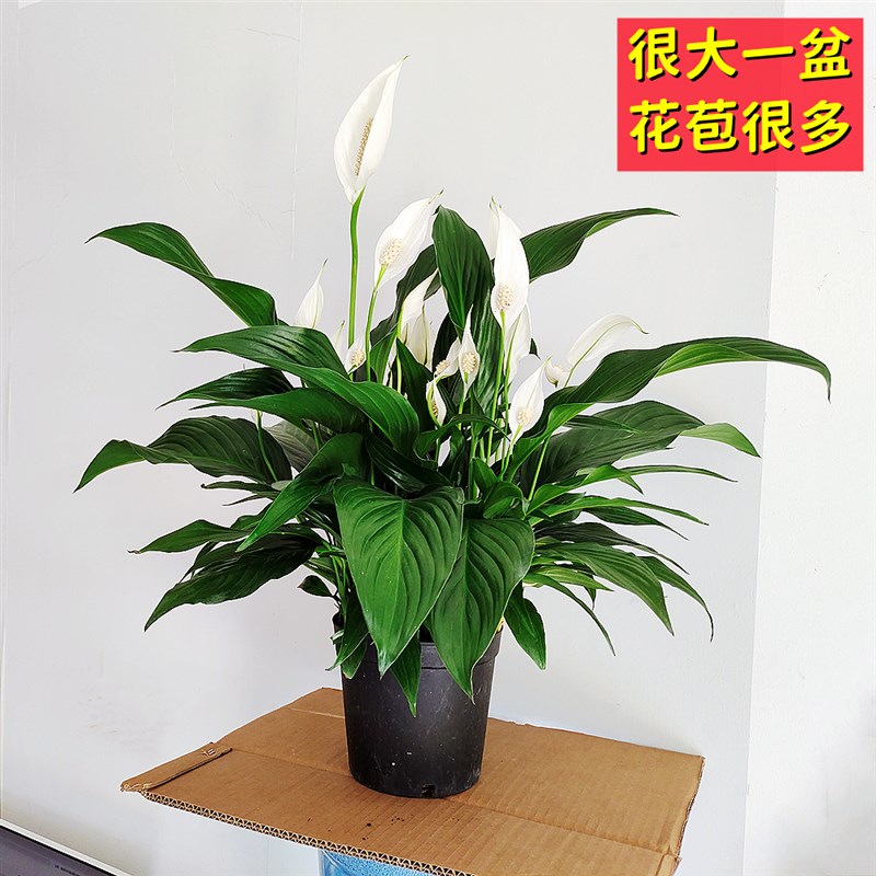 白掌盆栽一帆风顺开花植物办公室桌面小盆栽室内客厅四季好养植物