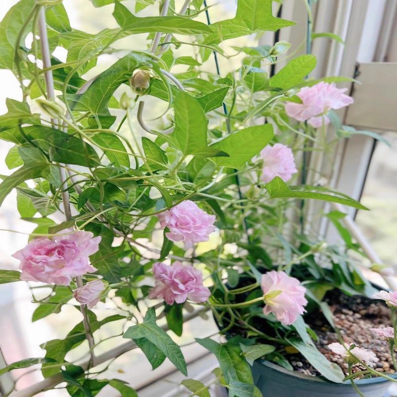 缠枝藤牡丹重瓣花苗盆栽带花苞根茎花园爬藤蔓植物多年生耐寒花卉