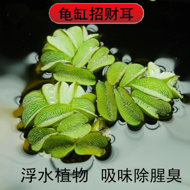 龟缸造景龙眼木爬台水草乌龟晒台水草龟龟用品造景装饰净化水质