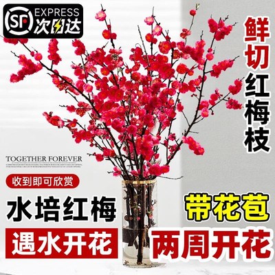 红梅干枝水培雪柳鲜枝带花苞鲜花卉植物室内水养桃花支腊梅花盆栽