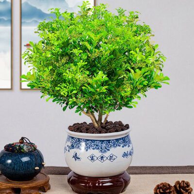 米仔兰米兰树兰鱼仔兰芳香浓郁四季常青美观趣味庭院净化空气植物