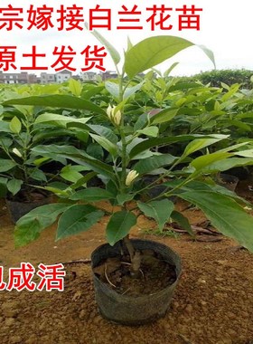 嫁接黄桷兰树苗 黄兰花苗 白兰花盆栽 浓香 庭院室内盆栽花卉带花