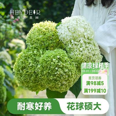 海蒂的花园乔木绣球泡泡糖花苗贝拉安娜粉色可做干 干燥花树苗花